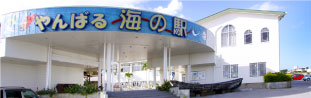 やんばる海の駅を見る