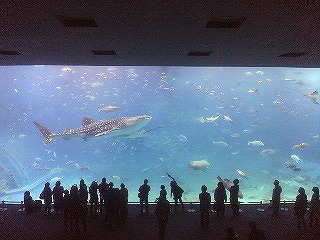 大人気!沖縄美ら海水族館チケット付き宿泊プラン!!!