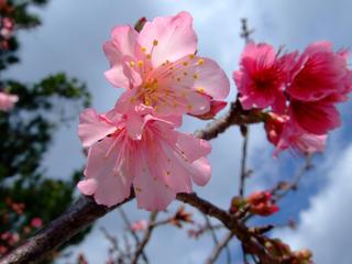 第33回八重岳桜まつり