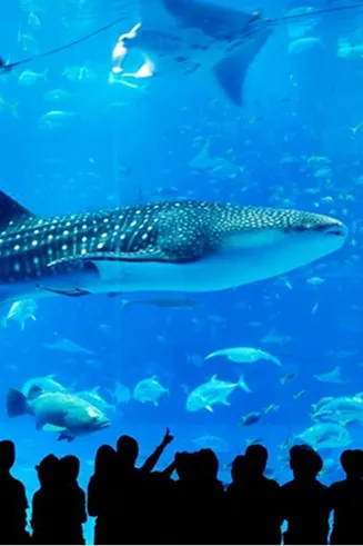 巨大な水槽の中をジンベエザメが悠々と泳ぎ、観覧する人々がその姿を指差して見上げています。