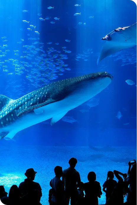 巨大なジンベエザメが群れをなす小魚と共に青い水槽を泳ぎ、その手前で観客がシルエットとなって海洋博公園の黒潮の海を見上げています。