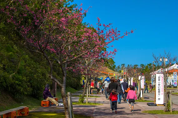 鮮やかな濃いピンク色の寒緋桜が咲き誇る遊歩道を、家族連れが歩きながら楽しんでいます。