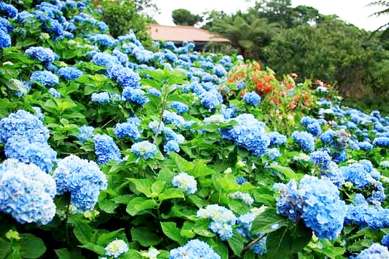 梅雨の風物詩