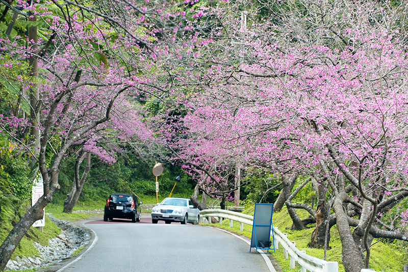 沖縄はお花の季節間近です★