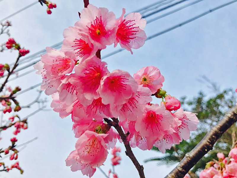 沖縄花のカーニバル2018