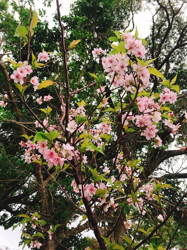 季節外れの桜咲く！