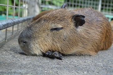 海洋博公園のお知らせ