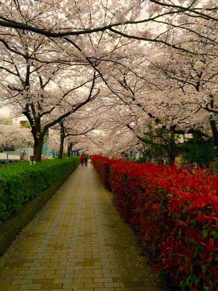 名護桜祭り