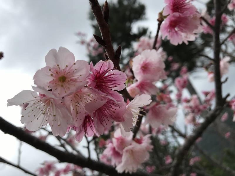 ↑この写真は一昨年もとぶ八重岳桜まつりで撮影したものです