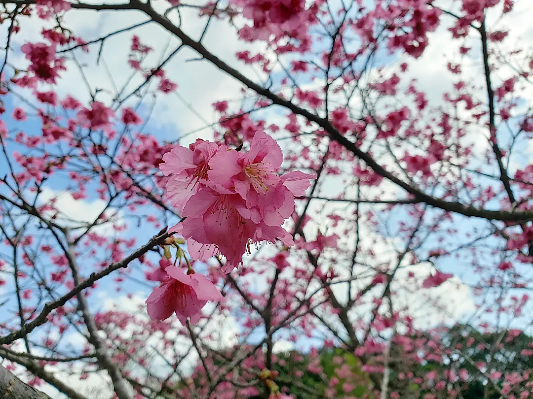 『ひとあしお咲きに』もとぶ町八重岳桜まつり♪