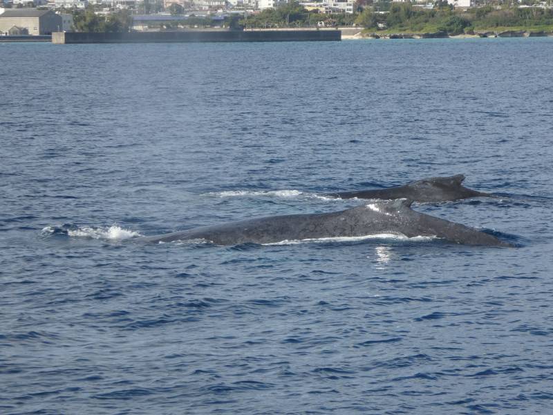 【期間限定】圧倒的生命力を感じるホエールウォッチング
