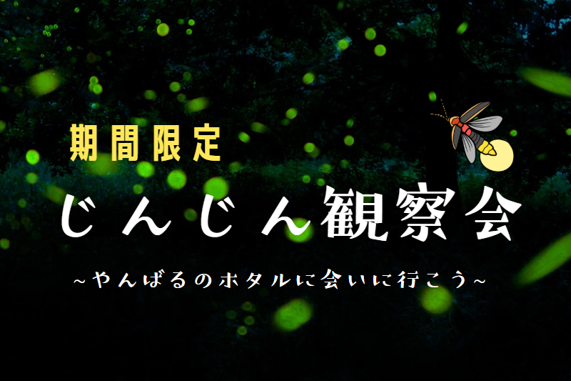 【やんばるの蛍】じんじん観察会のご紹介