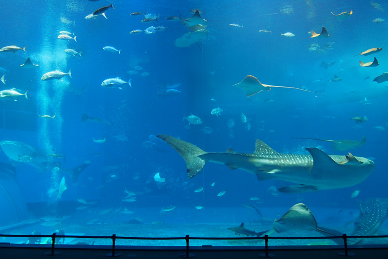 沖縄美ら海水族館