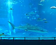 沖縄北部 観光案内マップ