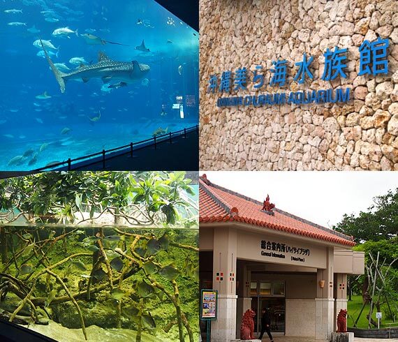 沖縄美ら海水族館は朝一と夕方からお得!!