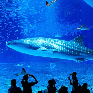 沖繩美麗海水族館