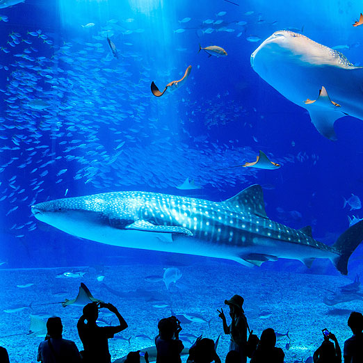 冲绳美之海水族馆